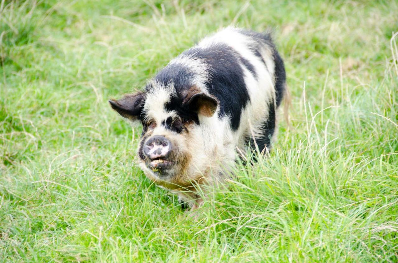 Sharlands Farm Holiday Cottages 布德 外观 照片